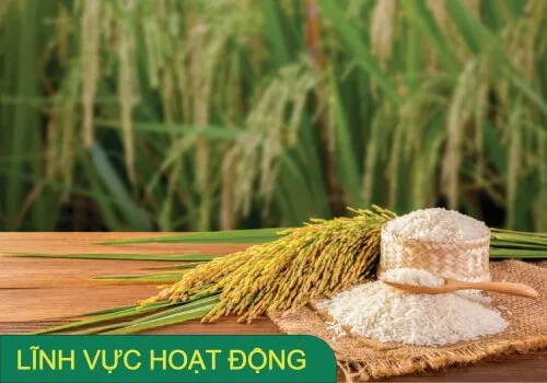 Sản phẩm Linh vuc hoat dong — Công Ty Cổ Phần Sài Gòn Lương Thực — MST 0300606715
