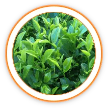 Sản phẩm cn_mbac — Công Ty Cổ Phần Bảo Vệ Thực Vật Sài Gòn — MST 0300632232