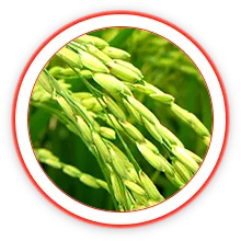 Sản phẩm cn_mnam — Công Ty Cổ Phần Bảo Vệ Thực Vật Sài Gòn — MST 0300632232