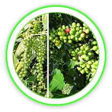 Sản phẩm cn_mtrung — Công Ty Cổ Phần Bảo Vệ Thực Vật Sài Gòn — MST 0300632232