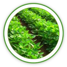 Sản phẩm cn_nngoai — Công Ty Cổ Phần Bảo Vệ Thực Vật Sài Gòn — MST 0300632232