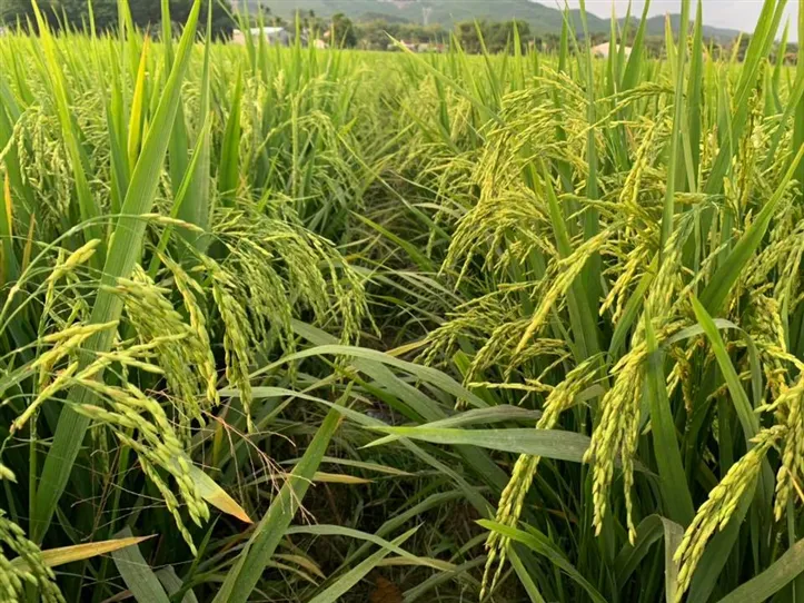 Sản phẩm ssc 1592879960148 1 — Công Ty TNHH Sản Xuất Thương Mại Lương Nông — MST 0300970351