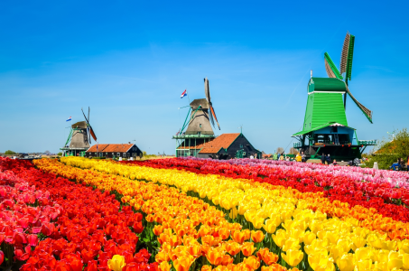 Sản phẩm zaanse schans — Công Ty Cổ Phần Dịch Vụ Du Lịch Bến Thành — MST 0301171827