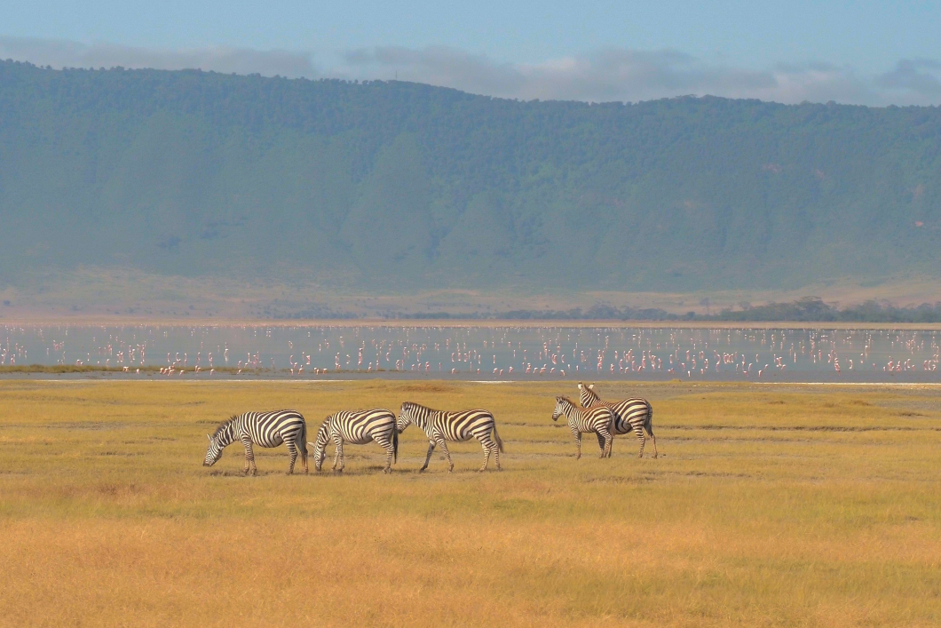 Sản phẩm ngorongoro — Công Ty Cổ Phần Dịch Vụ Du Lịch Bến Thành — MST 0301171827