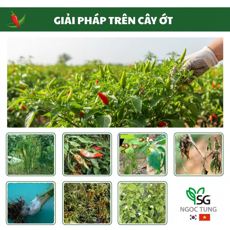 Sản phẩm website 21 — Công Ty Cổ Phần Sản Xuất Thương Mại Dịch Vụ Ngọc Tùng — MST 0301415086