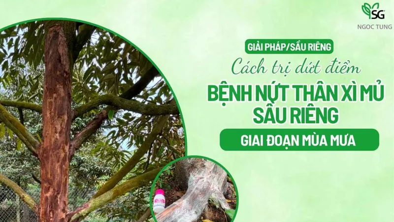 Sản phẩm benh nut than xi mu sau rieng 1024x576 — Công Ty Cổ Phần Sản Xuất Thương Mại Dịch Vụ Ngọc Tùng — MST 0301415086