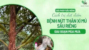 Sản phẩm benh nut than xi mu sau rieng 300x169 — Công Ty Cổ Phần Sản Xuất Thương Mại Dịch Vụ Ngọc Tùng — MST 0301415086