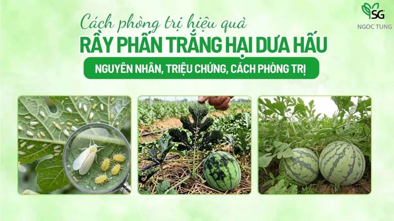 Sản phẩm ray phan trang hai dua hau 1024x576 — Công Ty Cổ Phần Sản Xuất Thương Mại Dịch Vụ Ngọc Tùng — MST 0301415086
