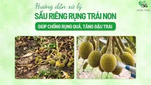 Sản phẩm sau rieng rung trai non 300x169 — Công Ty Cổ Phần Sản Xuất Thương Mại Dịch Vụ Ngọc Tùng — MST 0301415086