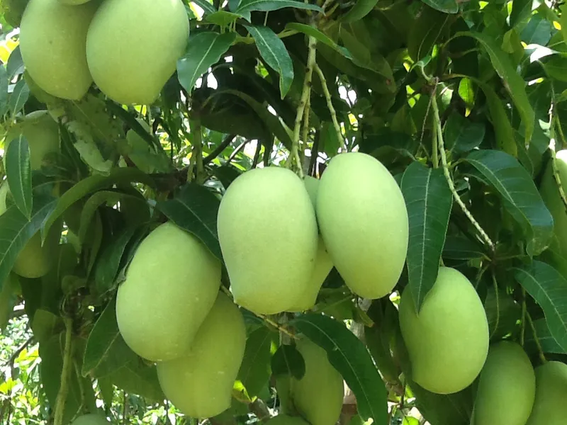 Sản phẩm 026558 — Công Ty Cổ Phần Cây Trồng Bình Chánh — MST 0301432927