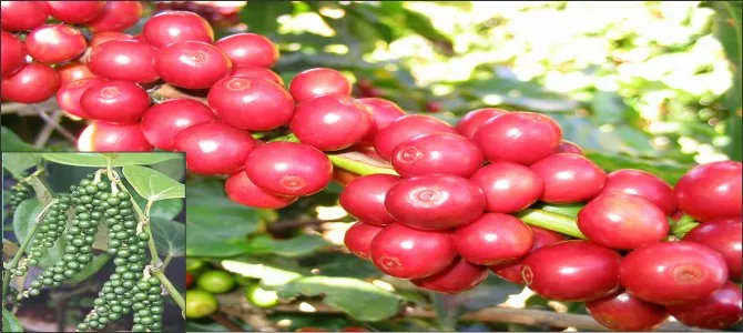 Sản phẩm 384112 — Công Ty Cổ Phần Cây Trồng Bình Chánh — MST 0301432927
