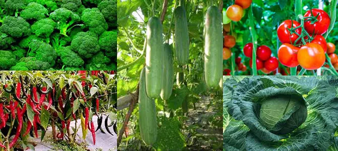 Sản phẩm 7397380 — Công Ty Cổ Phần Cây Trồng Bình Chánh — MST 0301432927