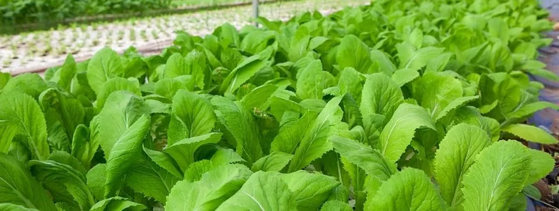 Sản phẩm 080 20320 — Công Ty Cổ Phần Bao Bì Sài Gòn — MST 0301714946