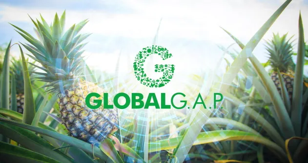 Sản phẩm  global gap — Công Ty TNHH Sản Xuất Thương Mại Dịch Vụ Thanh Bình — MST 0301942170