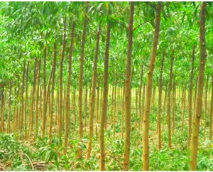 Sản phẩm nganhnghe3 300x242 — Công Ty TNHH Hào Hưng — MST 0301952517