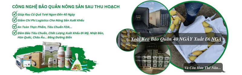 Sản phẩm Sile Trang Chu Sancopack 2 — SANCOPACK - Công Ty Cổ Phần Thương Mại & Dịch Vụ Quốc Tế Sao Nam — MST 0302128172