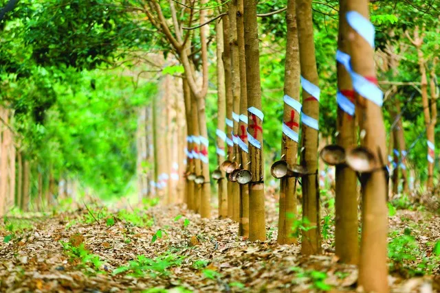 Sản phẩm 202603021517_69a547a068488 — Cao Su Thành Long - Công Ty TNHH Sản Xuất Thương Mại Thành Long — MST 0302158441