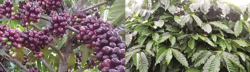 Sản phẩm ca phe — Công Ty TNHH Sản Xuất Thương Mại Ba Con Rồng — MST 0302183857