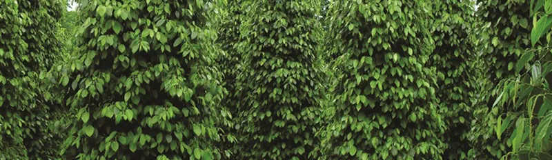 Sản phẩm tieu — Công Ty TNHH Sản Xuất Thương Mại Ba Con Rồng — MST 0302183857