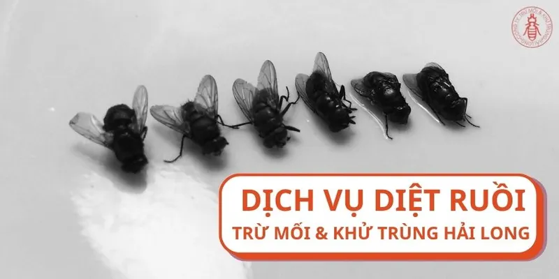 Sản phẩm Dich vu diet ruoi — Trừ Mối Khử Trùng Hải Long - Công Ty TNHH Thương Mại Dịch Vụ Trừ Mối Khử Trùng
Hải Long — MST 0302193855