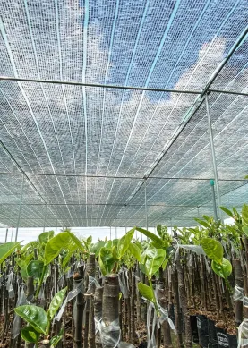 Sản phẩm trang chu4 4134 — Công Ty TNHH Sản Xuất Và Thương Mại Thiên Phước — MST 0302280709