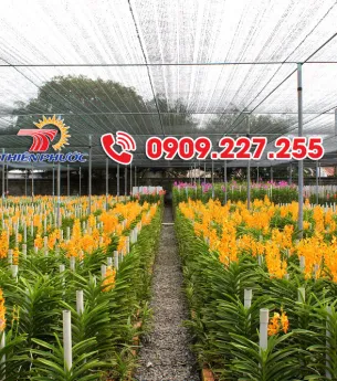 Sản phẩm luoi che lan mokara 7305 — Công Ty TNHH Sản Xuất Và Thương Mại Thiên Phước — MST 0302280709
