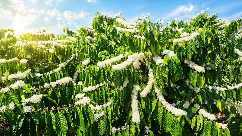 Sản phẩm hinh trang chu thang 5 3 — Công Ty Cổ Phần Khử Trùng Việt Nam - Chi Nhánh Đà Nẵng — MST 0302327629