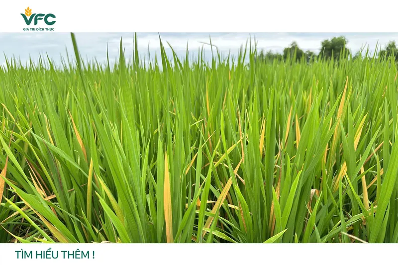 Sản phẩm hinh dai dien vang cam chet cay thumnail — Công Ty Cổ Phần Khử Trùng Việt Nam - Chi Nhánh Đà Nẵng — MST 0302327629