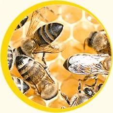 Sản phẩm circle 2 — Mật Ong Đức Huy - Công Ty TNHH Thương Mại Đức Huy — MST 0302457106