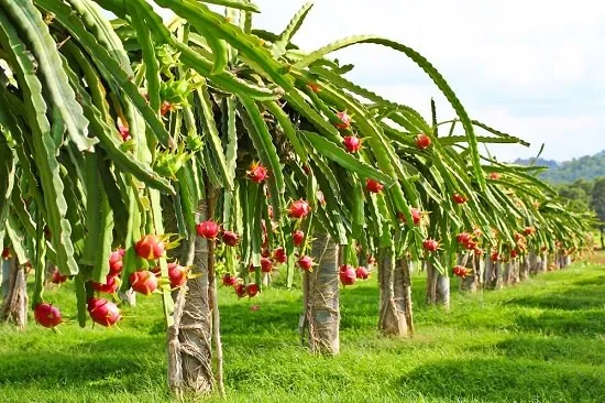 Sản phẩm 066413631273180 — Công Ty TNHH Sản Xuất Dịch Vụ Thương Mại Hiếu Giang — MST 0302549036