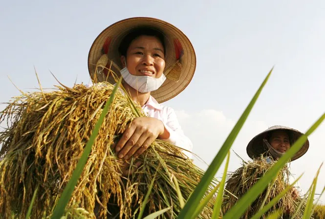 Sản phẩm 743143665733915 — Công Ty TNHH Sản Xuất Dịch Vụ Thương Mại Hiếu Giang — MST 0302549036