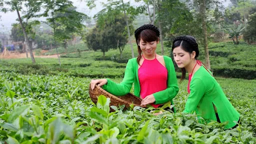 Sản phẩm 9857420939793060 — Công Ty TNHH Sản Xuất Dịch Vụ Thương Mại Hiếu Giang — MST 0302549036