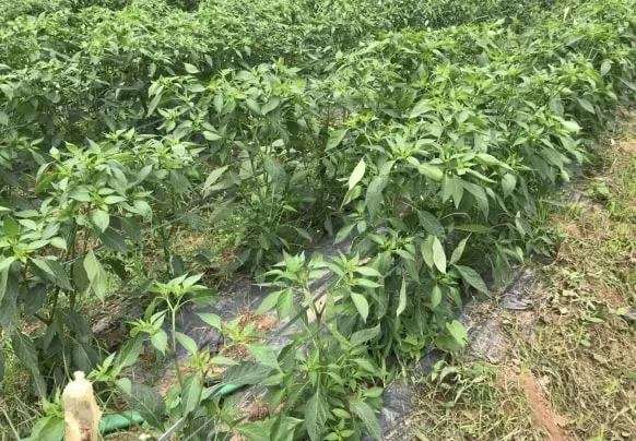 Sản phẩm chili farm supplier vietnam 8863 min 1156 — Nông Sản Sao Khuê - Công Ty TNHH Thương Mại Xuất Nhập Khẩu Sao Khuê — MST 0302613524