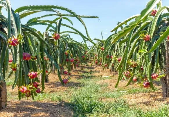 Sản phẩm dragonfruit exportvietnam khuestar 6026 — Nông Sản Sao Khuê - Công Ty TNHH Thương Mại Xuất Nhập Khẩu Sao Khuê — MST 0302613524