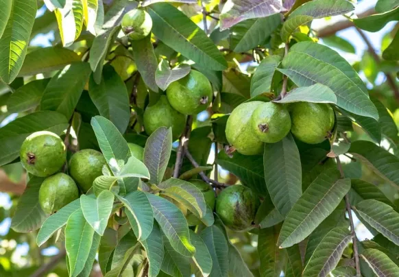 Sản phẩm vietnamguava exportcompany khuestar 4635 — Nông Sản Sao Khuê - Công Ty TNHH Thương Mại Xuất Nhập Khẩu Sao Khuê — MST 0302613524