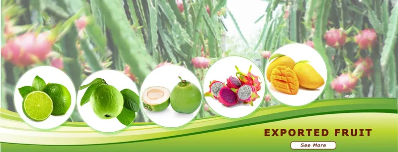 Sản phẩm vietnamfruitexportedcompany 6905 1696 — Nông Sản Sao Khuê - Công Ty TNHH Thương Mại Xuất Nhập Khẩu Sao Khuê — MST 0302613524