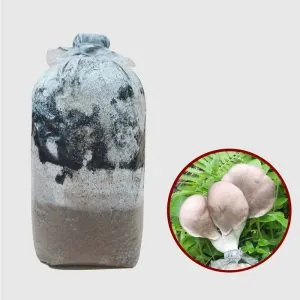 Sản phẩm tui nam 1 300x300 — Bao Bì Poma - Công Ty TNHH Sản Xuất Và Thương Mại Bảo Mã — MST 0302724400
