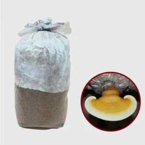 Sản phẩm tui nam 3 300x300 — Bao Bì Poma - Công Ty TNHH Sản Xuất Và Thương Mại Bảo Mã — MST 0302724400