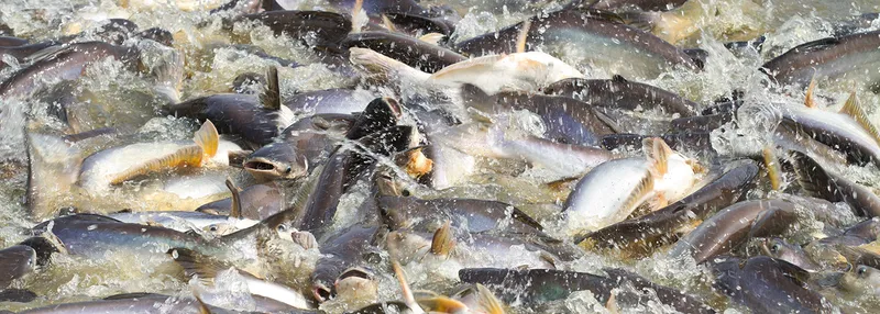 Sản phẩm Catfish 223660708 — Công Ty TNHH Thương Mại Sản Xuất Tân Hóa — MST 0302747006
