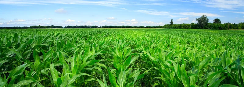 Sản phẩm Corn field 1053334281 — Công Ty TNHH Thương Mại Sản Xuất Tân Hóa — MST 0302747006