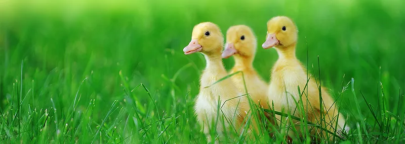 Sản phẩm Duckling 112127156 — Công Ty TNHH Thương Mại Sản Xuất Tân Hóa — MST 0302747006