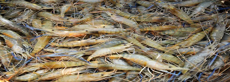 Sản phẩm Shrimp slide 2 — Công Ty TNHH Thương Mại Sản Xuất Tân Hóa — MST 0302747006