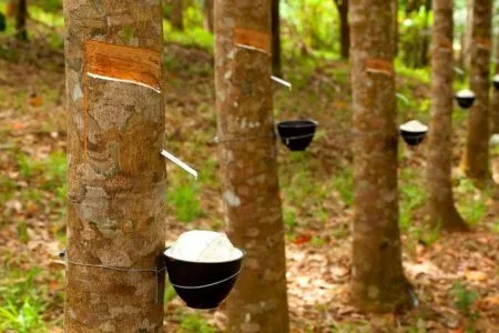 Sản phẩm cao su e1528796076779 — Công Ty CP á Châu Tài Nguyên - ACC — MST 0302749620