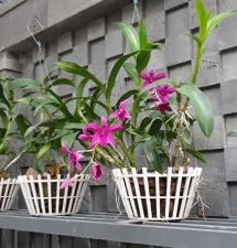 Sản phẩm 619002274752.JPG — Công Ty TNHH Sản Xuất Thương Mại Hải Ba — MST 0302863387