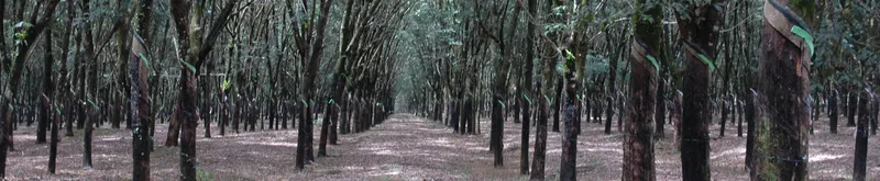 Sản phẩm caosu — Công Ty Cổ Phần Phân Bón Bình Điền — MST 0302975517