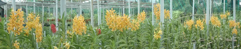 Sản phẩm lan — Công Ty Cổ Phần Phân Bón Bình Điền — MST 0302975517