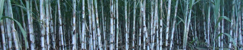 Sản phẩm mia1 — Công Ty Cổ Phần Phân Bón Bình Điền — MST 0302975517