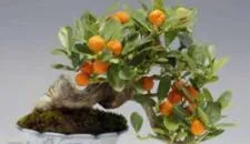 Sản phẩm bon_sai — Công Ty Cổ Phần Phân Bón Bình Điền — MST 0302975517