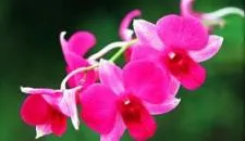 Sản phẩm hoa_lan — Công Ty Cổ Phần Phân Bón Bình Điền — MST 0302975517