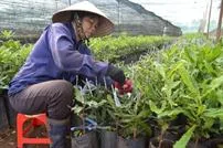 Sản phẩm dua trong mac ca co ngay mac no 86 — Công Ty TNHH Sản Xuất Thương Mại Vân Nguyên — MST 0302993996